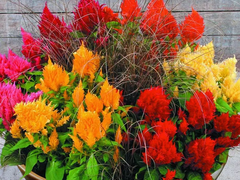 火焰雞冠花 火焰雞冠花