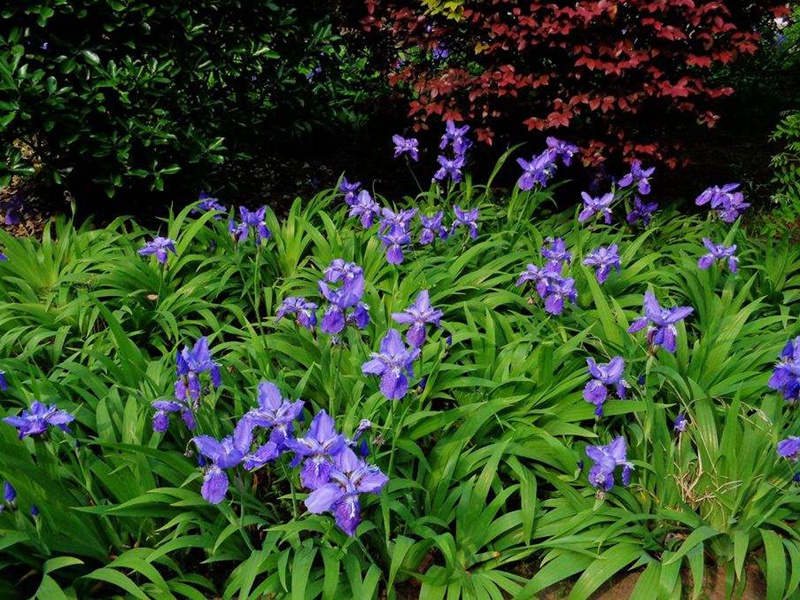 藍花鳶尾 藍花鳶尾