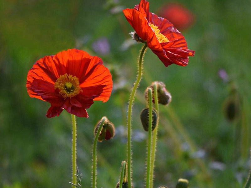 紅色虞美人 紅色虞美人