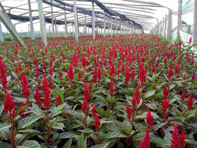 紅花鼠尾草 紅花鼠尾草