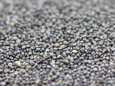 [松葉牡丹]松葉牡丹種子價格_圖片_播種方法