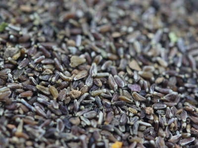 [野菊花]野菊花種子價格_圖片_播種方法