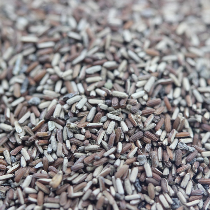 柳葉馬鞭草 柳葉馬鞭草