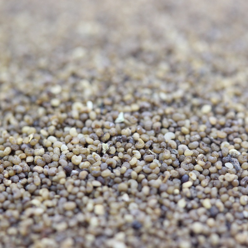 虞美人混色 虞美人混色