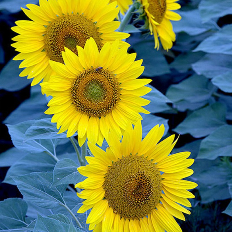 牙簽向日葵 牙簽向日葵