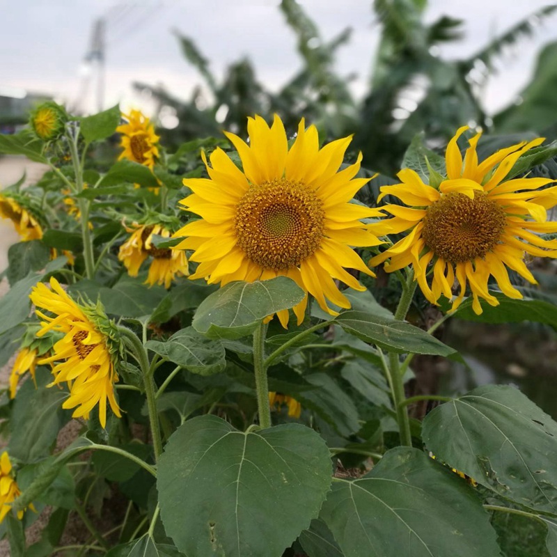 多頭向日葵