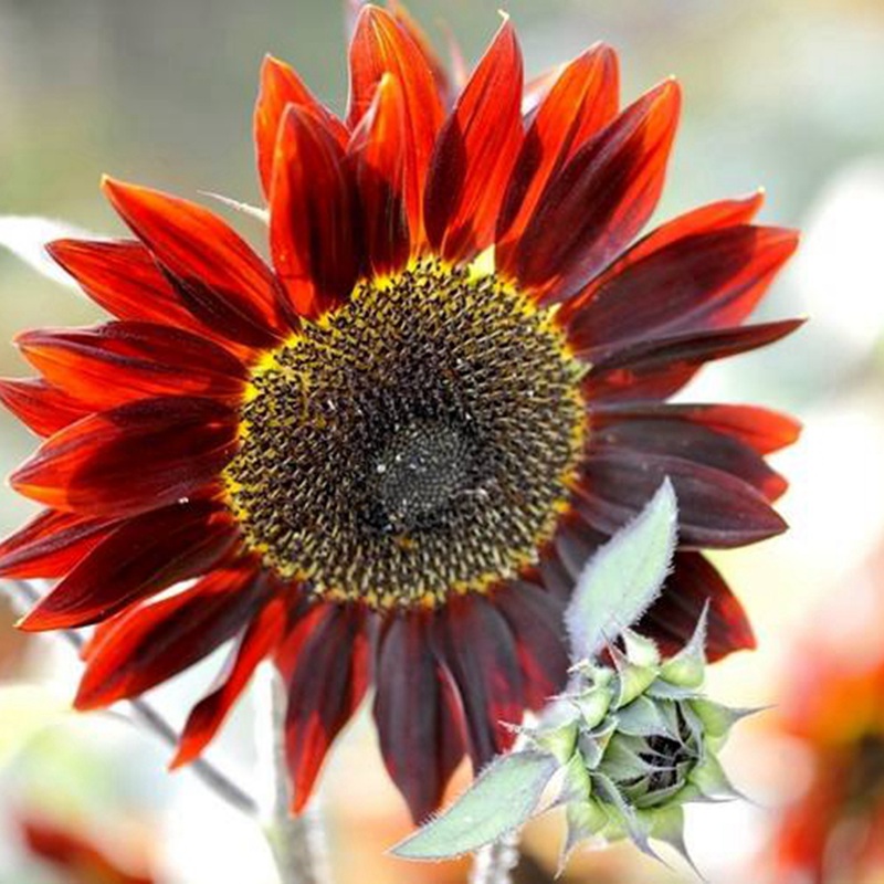 紫色向日葵 紫色向日葵