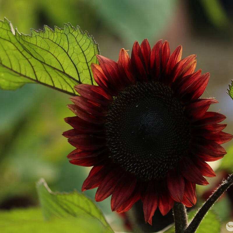 紫色向日葵 紫色向日葵