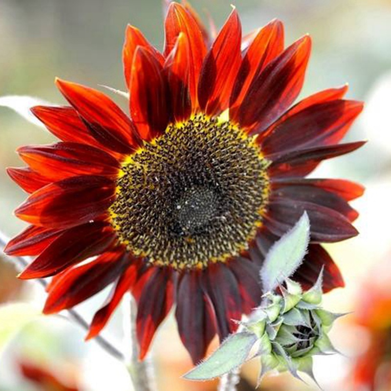 紫色向日葵 紫色向日葵