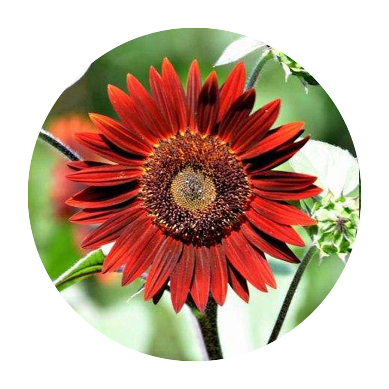 紫色向日葵 紫色向日葵