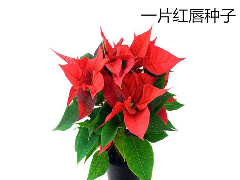 一片紅唇 一片紅唇