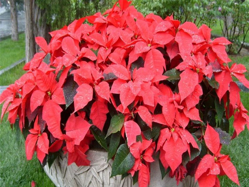 一片紅唇 一片紅唇