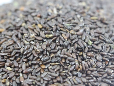 [薰衣草]薰衣草種子價格_圖片_播種方法