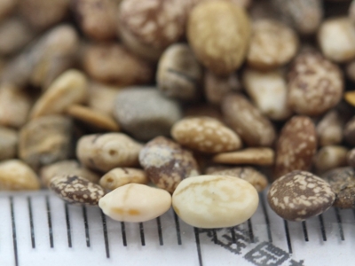 [羽扇豆]羽扇豆種子價格_圖片_播種方法