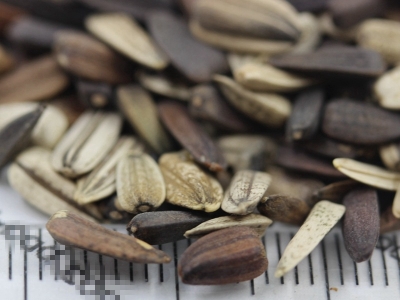 [紫色向日葵]紫色向日葵種子價格_圖片_播種方法