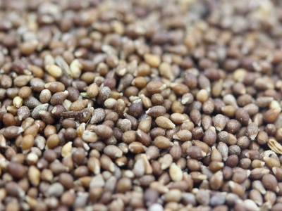 [紫花地丁]紫花地丁種子價格_圖片_播種方法