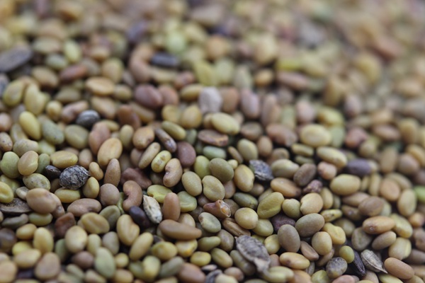 草木犀種子 草木犀種子