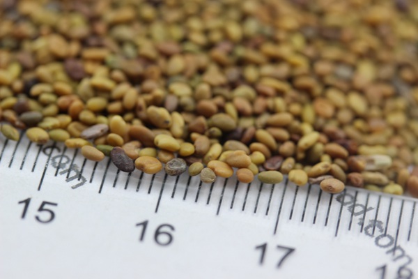 草木犀種子 草木犀種子