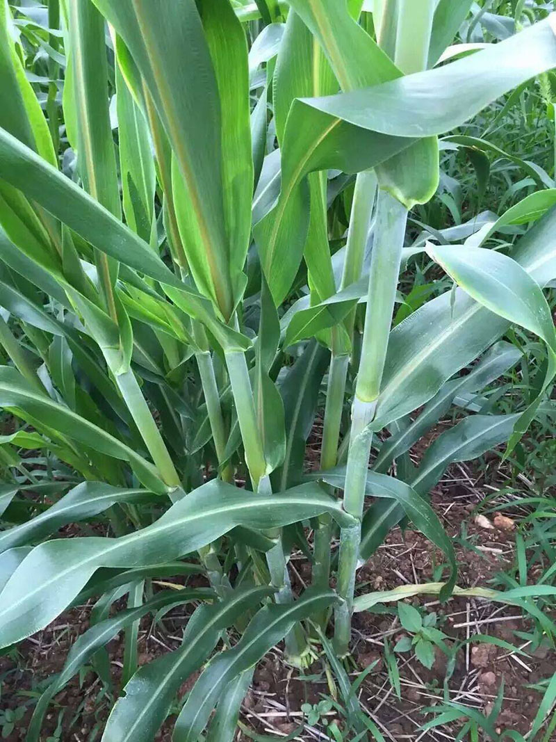 1624331764334553.jpg src=http___image.cnhnb.com_image_jpeg_head_2020_02_26_72a0d35f56ac4fe3806656604bd55821.jpeg_imageview2_2_w_750_format_jpg_ignore-error_1_watermark_3_image_ahr0cdovl2ltzy5jbmhuyi5jb20vd20ucg5n_gravity_southeast_dx_10.jpg