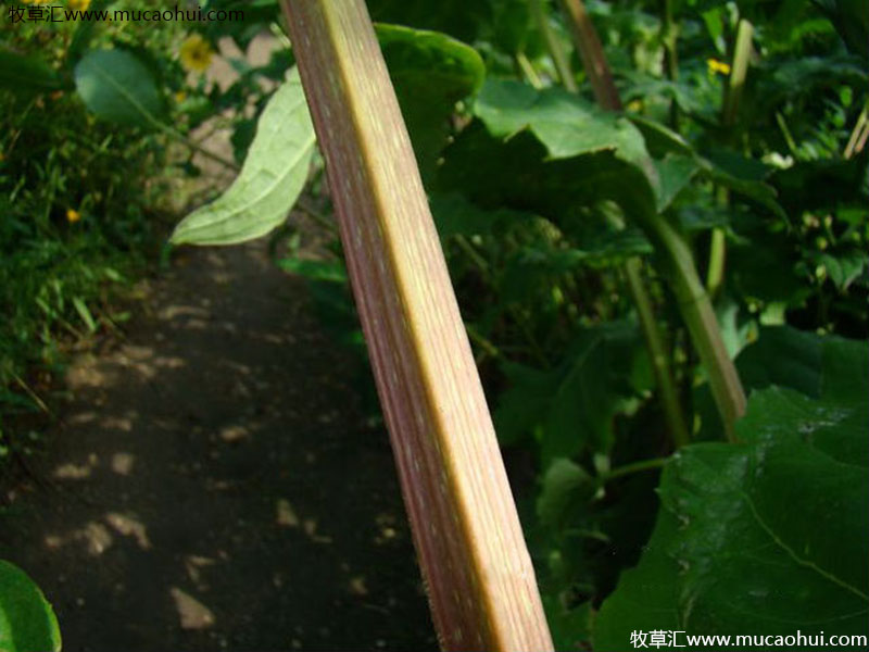串葉松香草 串葉松香草