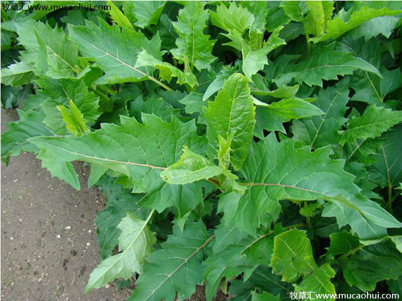 串葉松香草 串葉松香草