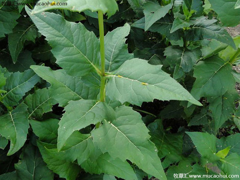 串葉松香草 串葉松香草