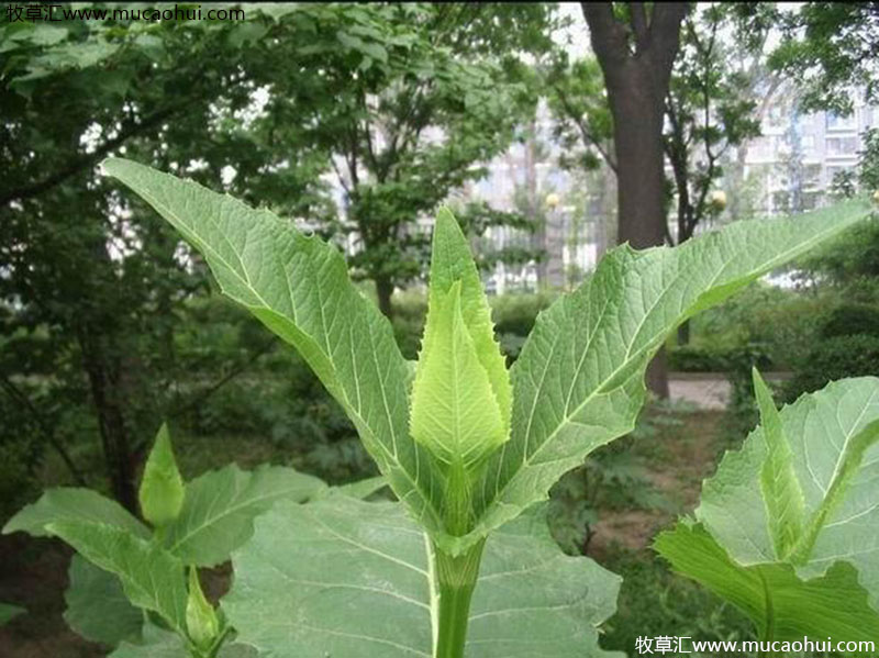 串葉松香草 串葉松香草