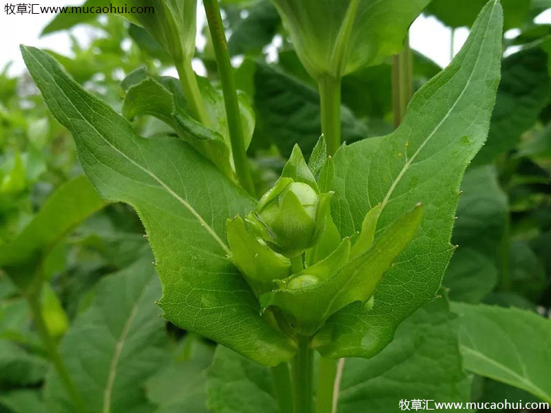 串葉松香草 串葉松香草