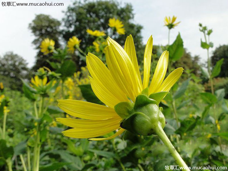 串葉松香草花朵 串葉松香草花朵