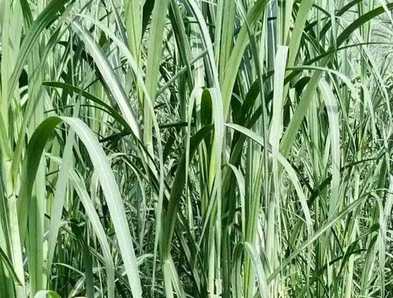 1625276009552920.jpg image.jpg