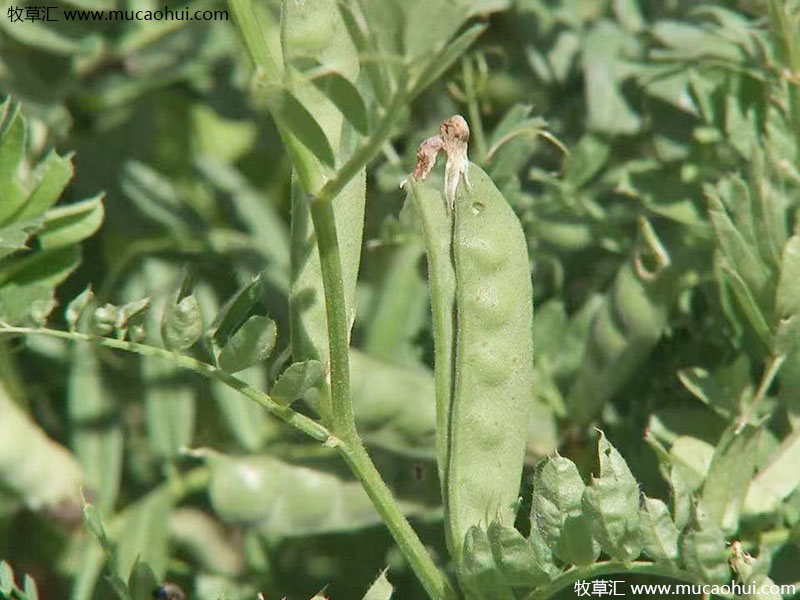 牧草綠肥箭筈豌豆開(kāi)花植株全株 牧草綠肥箭筈豌豆開(kāi)花植株全株