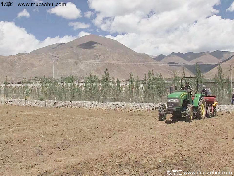 牧草綠肥箭筈豌豆開(kāi)花植株全株 牧草綠肥箭筈豌豆開(kāi)花植株全株