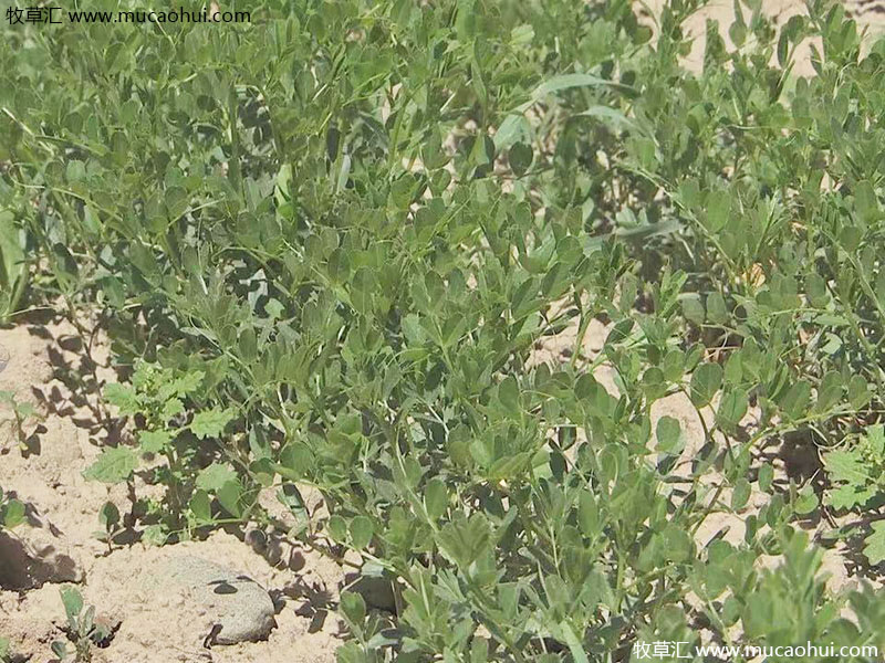 牧草綠肥箭筈豌豆開(kāi)花植株全株 牧草綠肥箭筈豌豆開(kāi)花植株全株