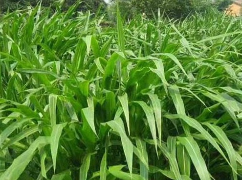 1625660534401439.jpg image.jpg