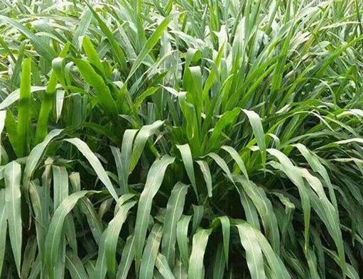 1625660546154504.jpg image.jpg