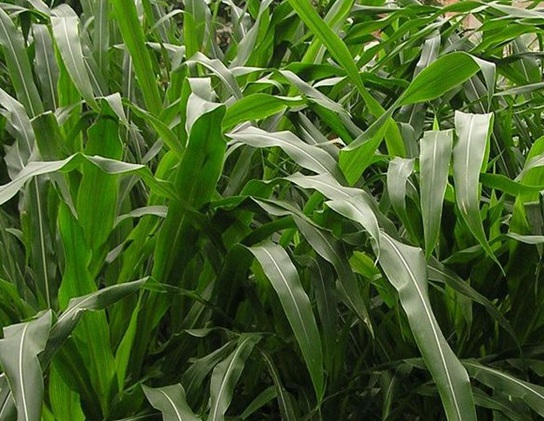 1625794554251418.jpg image.jpg