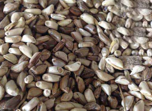 1625794586389334.jpg image.jpg