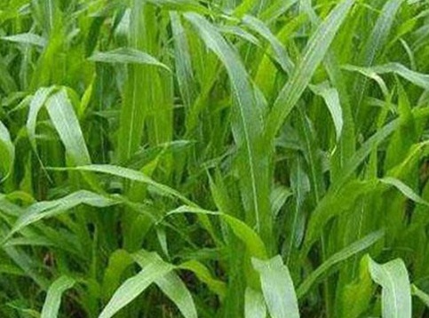 1625795169422075.jpg image.jpg