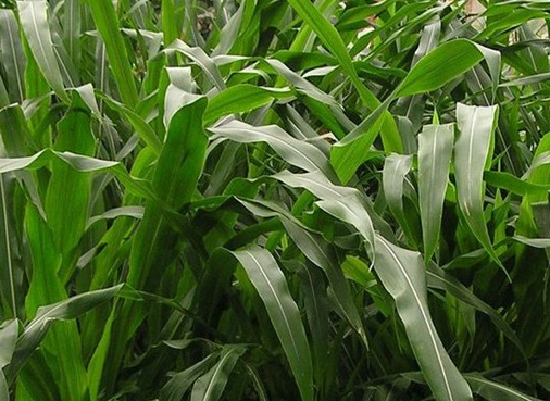 1626056549209338.jpg image.jpg