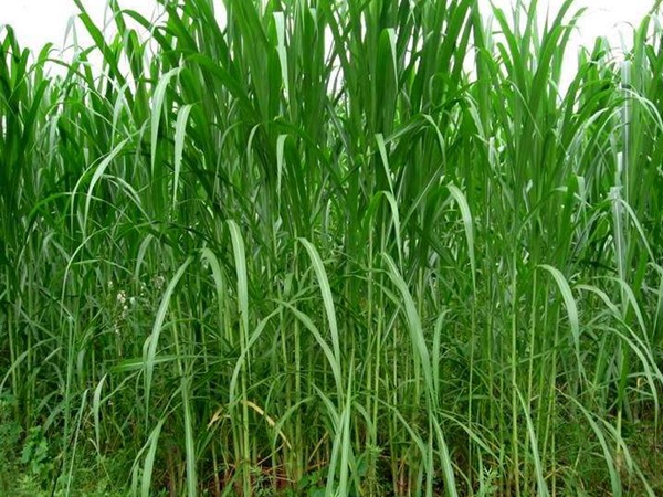 甜象草圖片 甜象草圖片