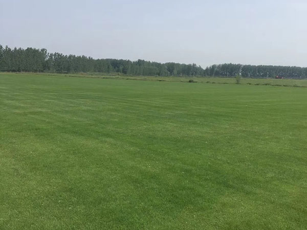 果嶺草草坪圖片