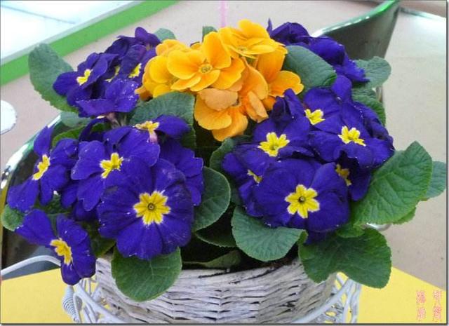 報(bào)春花生長(zhǎng)習(xí)性和栽培方法