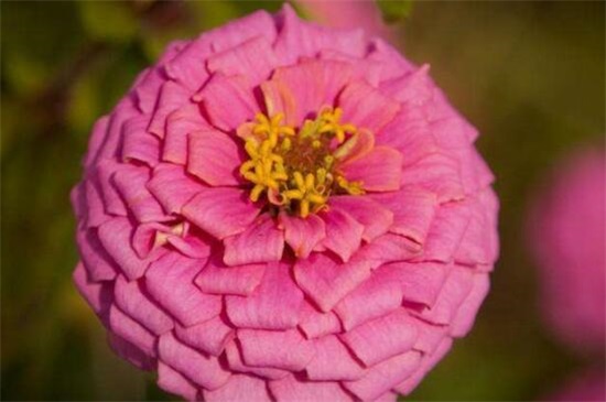 百日草種子怎么種，4個(gè)步驟讓百日草種子快速生根發(fā)芽