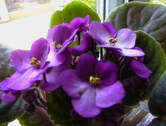 常見的紫色花有哪些，盤點(diǎn)15種最神秘最高貴的美麗花朵