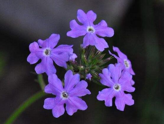 常見的紫色花有哪些，盤點(diǎn)15種最神秘最高貴的美麗花朵