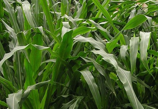 1626537464554459.jpg image.jpg