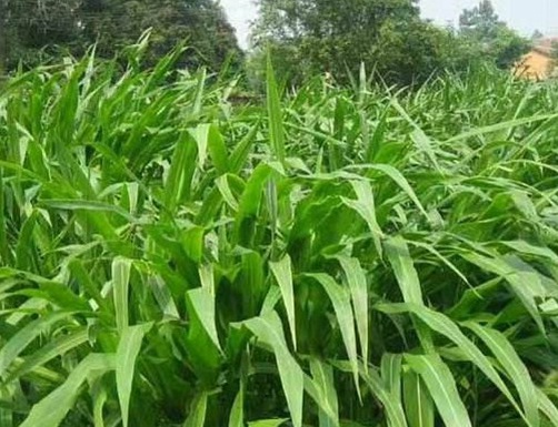 1626537481150268.jpg image.jpg