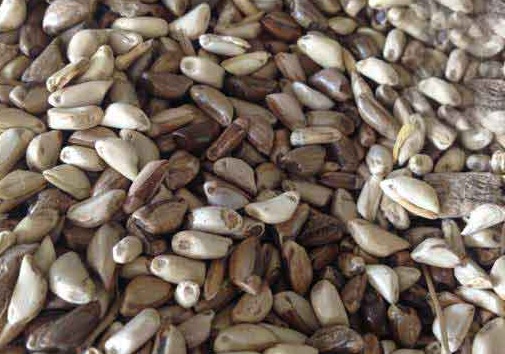 1626537506676062.jpg image.jpg