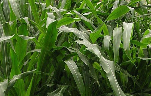 1626702491628657.jpg image.jpg