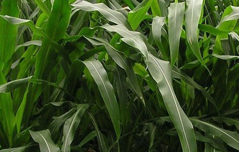 1626702513199118.jpg image.jpg